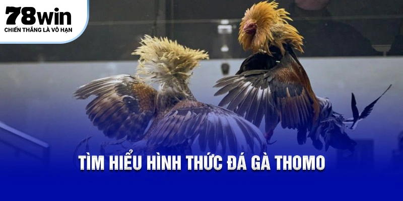 Tìm hiểu hình thức đá gà thomo